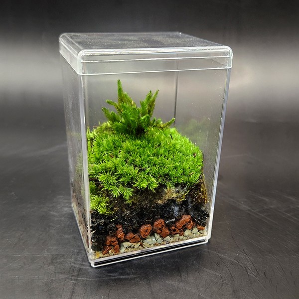 미니 테라리움 키트 봉황이끼 비단이끼 더숲 BOM 테라리움세트 만들기 8,000원
