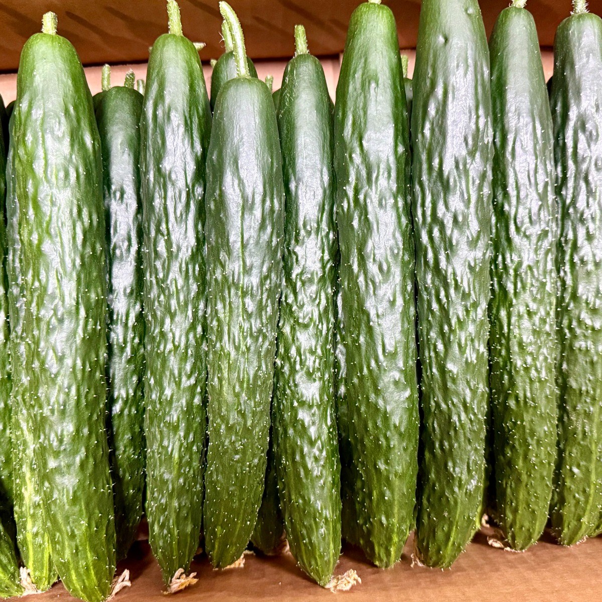 [당일경매] 국내산 신선한 가시오이 17,900원