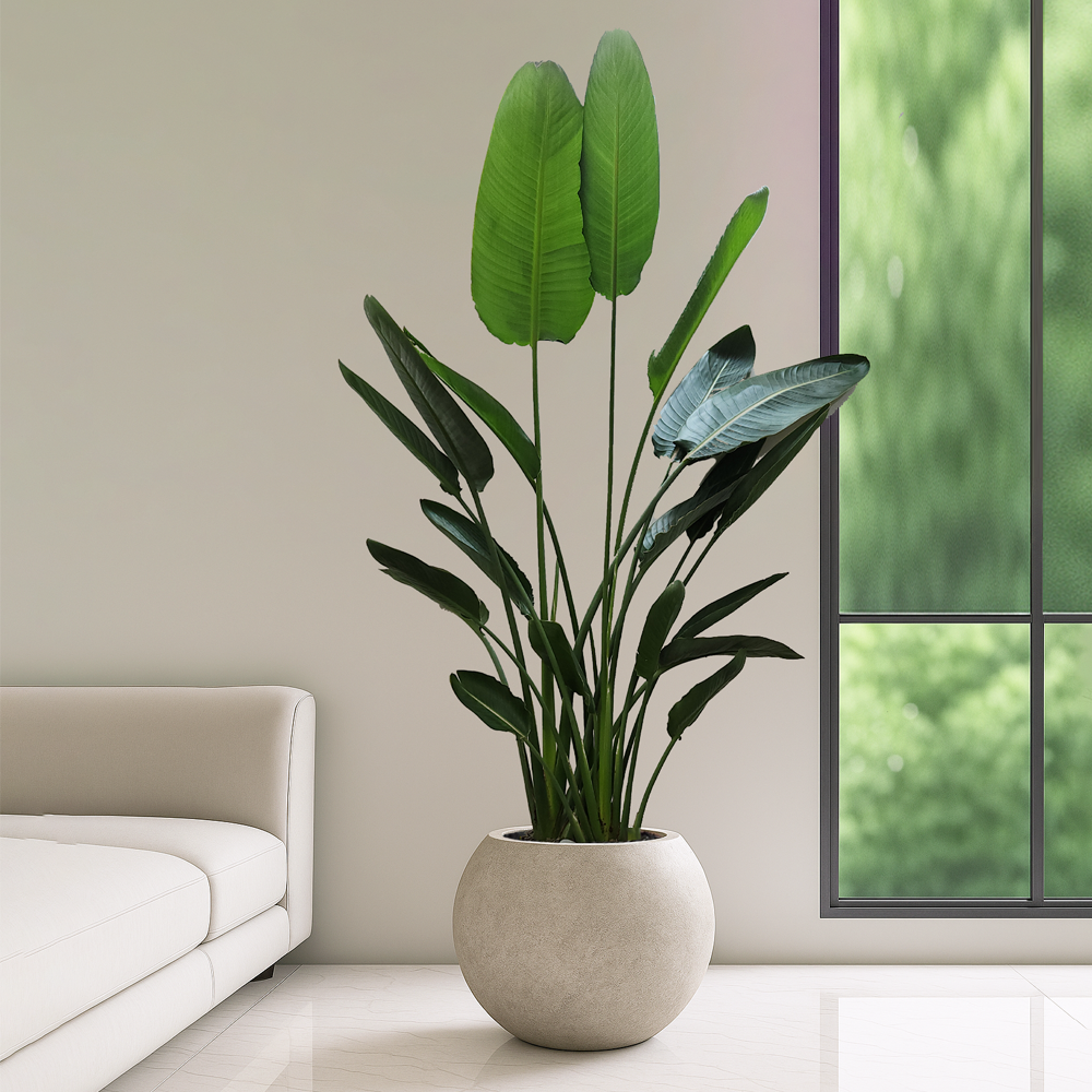 농원청년 달항아리화분 개업화분 거실화분 개업식화분 카페 병원 사무실 개원 인테리어식물 개업 집들이선물 실내 공기정화식물 올리브나무 홍콩야자 쉐프렐라 여인초 뱅갈고무나무 아레카야자 185,000원