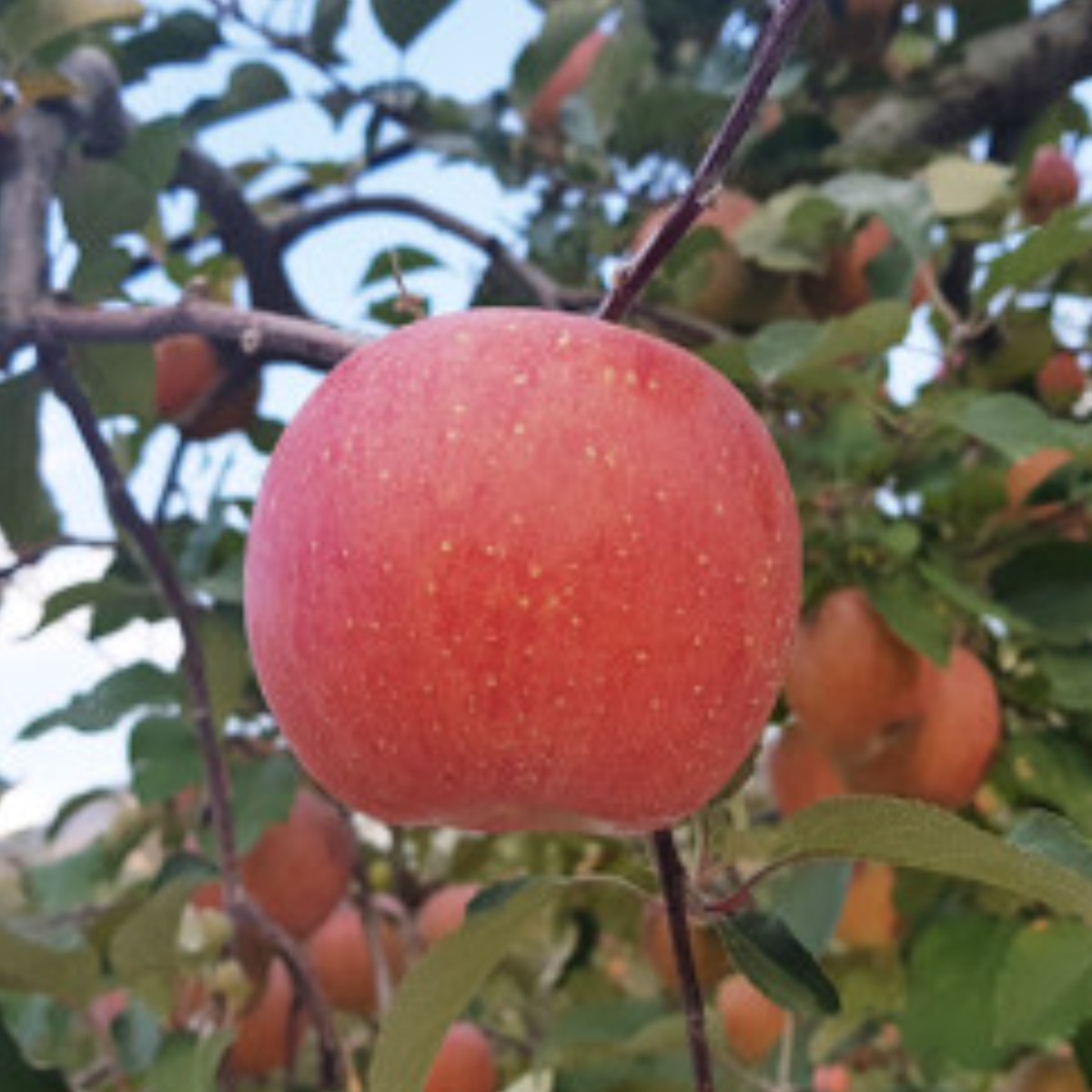 햇빛농원 밀양얼음골사과 햇부사 산지직송, 5kg 10~15과(흠과 대), 1개 55,900원