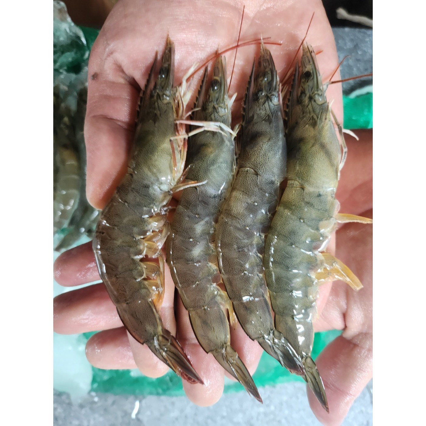 [산지직송] 25년 제철 국내산 왕 흰다리 대하 생 새우 500g 1kg 2kg 3kg 4kg (500g13미내외 / 1kg 25미내외) 18,640원