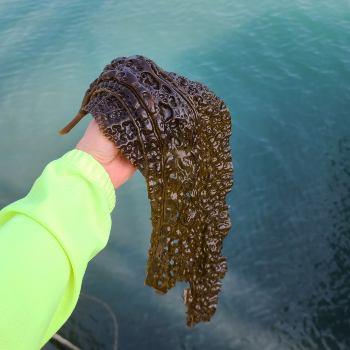 염장쇠미역 염장 꼬시래기 곰피 미역 줄기 1kg 2kg 11,500원