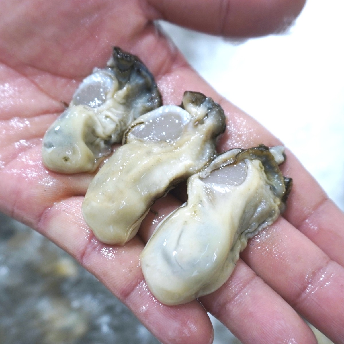 바다의품격 통영 산지직송 세척 깐 생굴(중굴) 1kg, 3개 31,300원