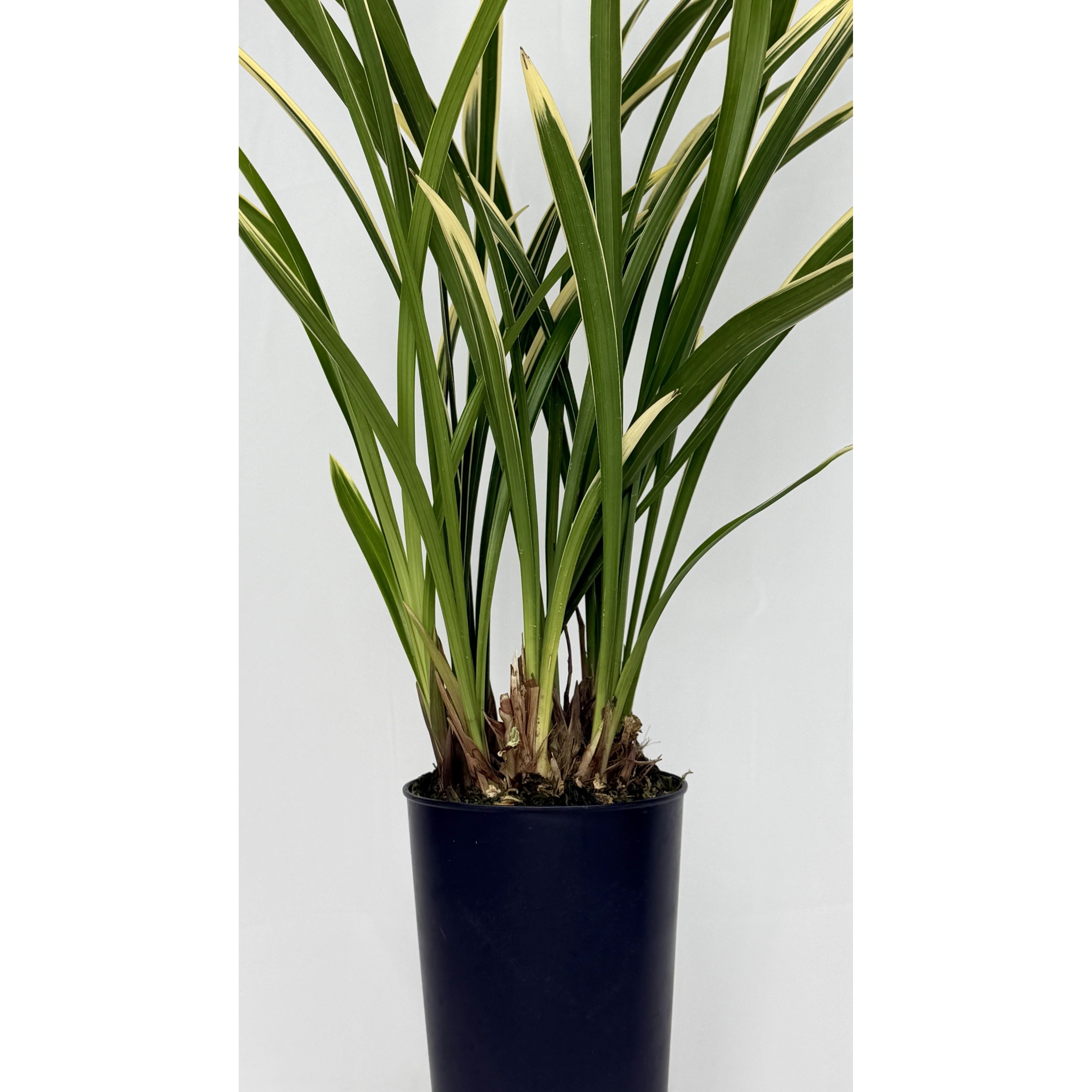 [다온난가든] 동양난 금기 취임/축하/고급선물 동양란, 1개 38,000원