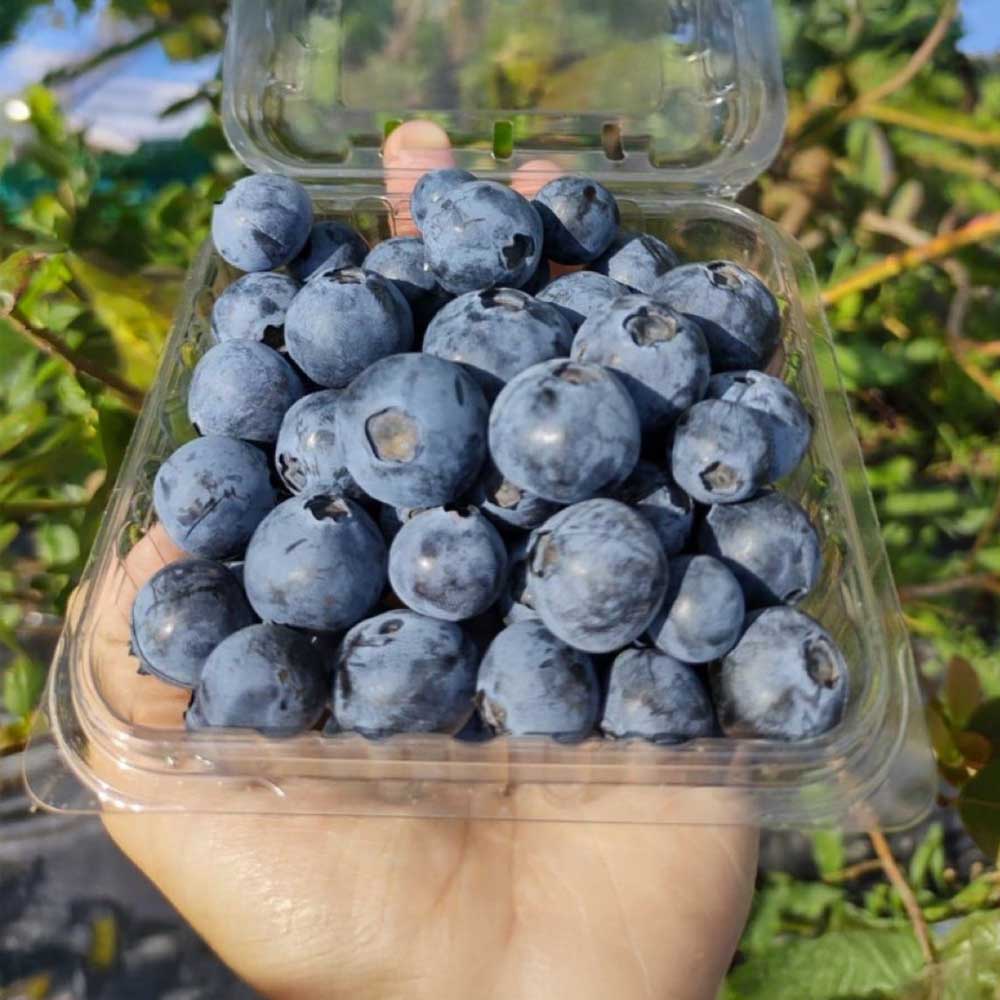 푸드웨이브 칠레산 생 블루베리 큰사이즈, 10개, 125g 44,300원