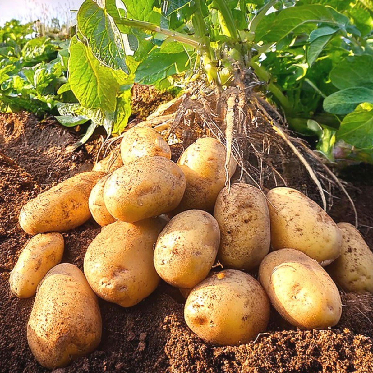 자재1번가 강원도 수미 씨감자 보급종 감자씨 종자 17,000원