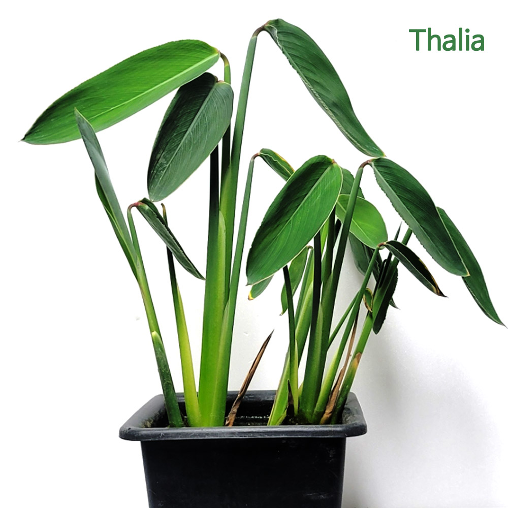 물칸나 타알리아 화분/수생식물 연못 베란다 저원 화분식물 루다컴퍼니 29,900원