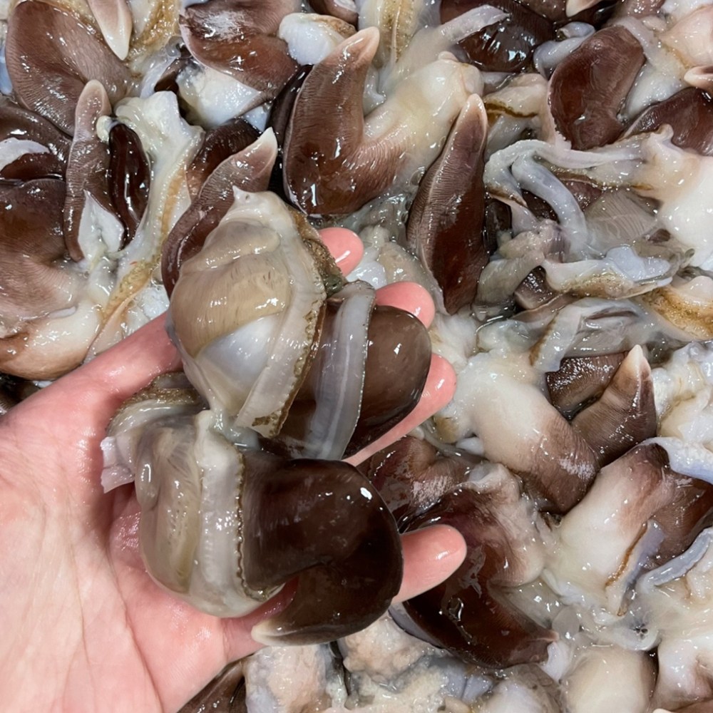 여수 손질 새조개 당일조업 자연산 최상급 선별, 2개, 손질 새조개 500g 110,000원