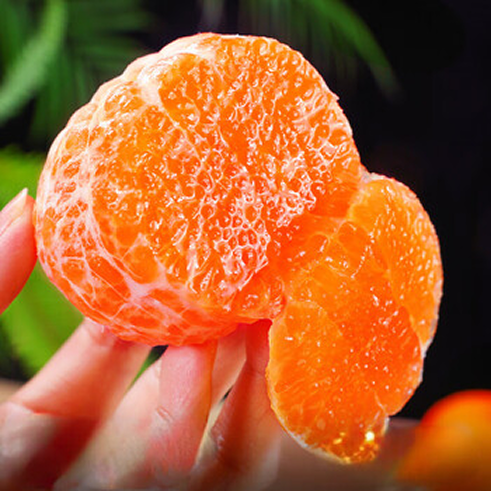 [천혜향판매율1위] 재구매율1위벌꿀맛 농부의정성 천혜향 완판2차 20,990원