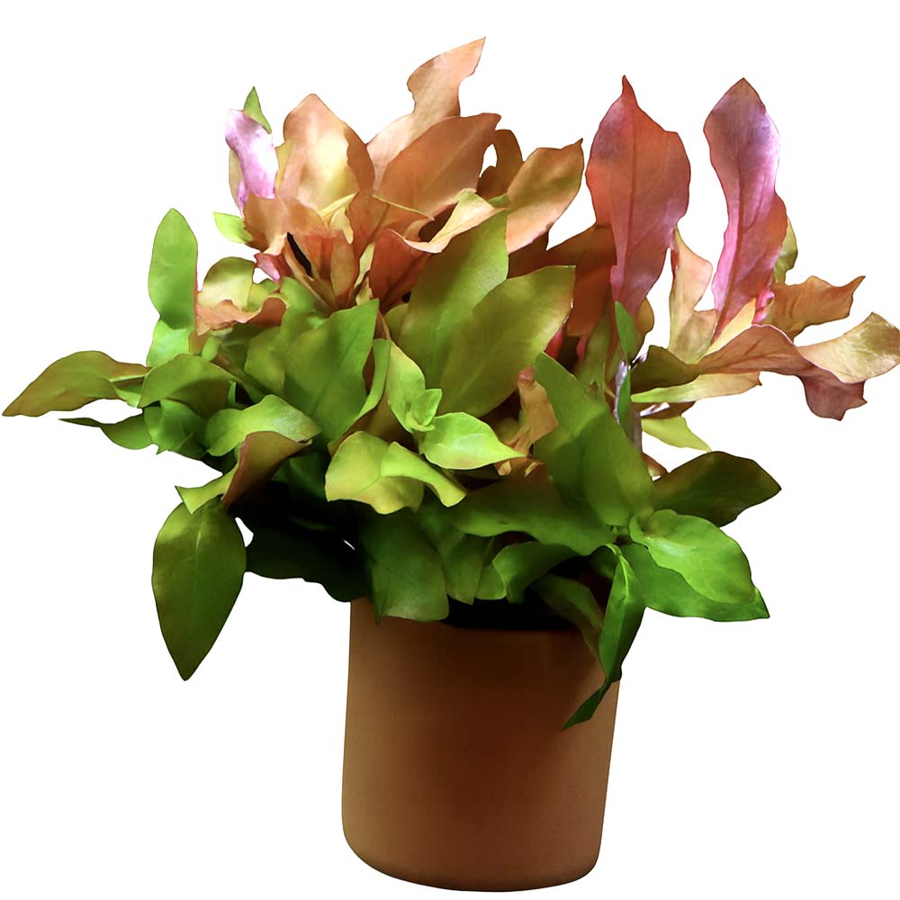 [수초대장] 루드위지아 레펜스 (1포트) 포트수초 7,090원