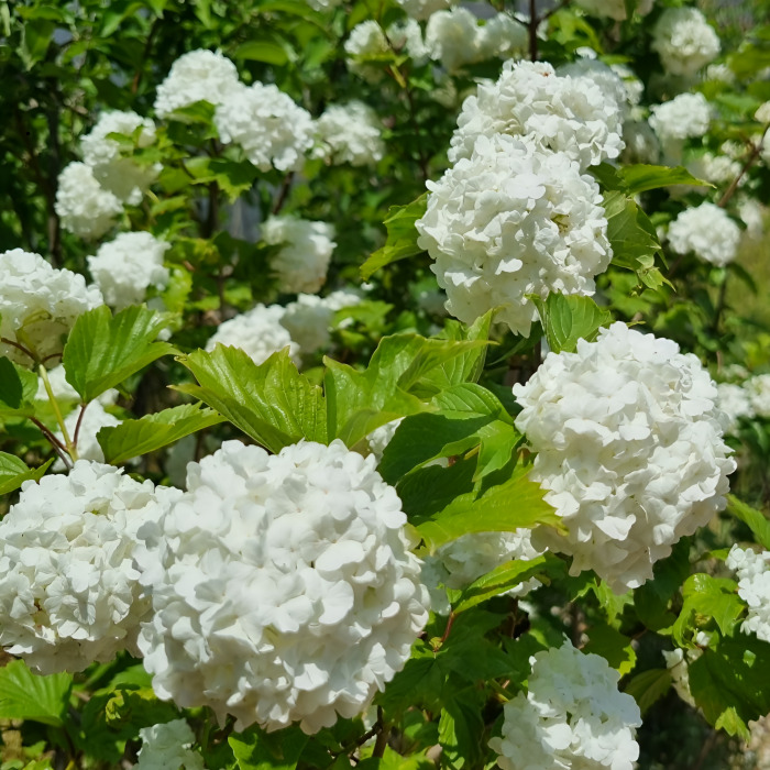 목하원예조경 불두화나무 120cm 전후 수국 닮은 백당나무 스노우볼비버넘 흰꽃 대품정원수 15,050원