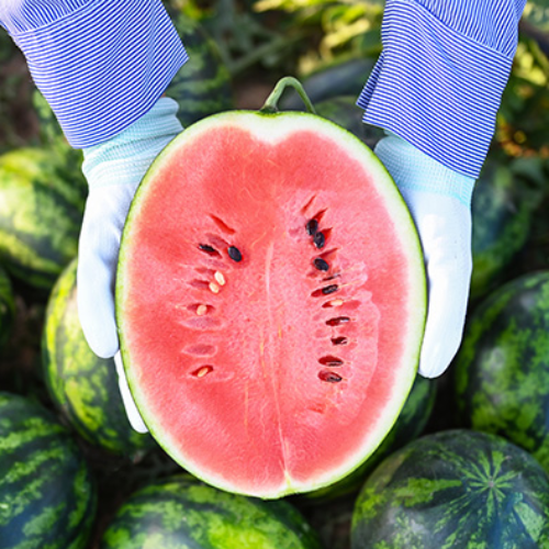 [특상품] 프리미엄 꿀수박 당도선별 1통 포장 36,900원