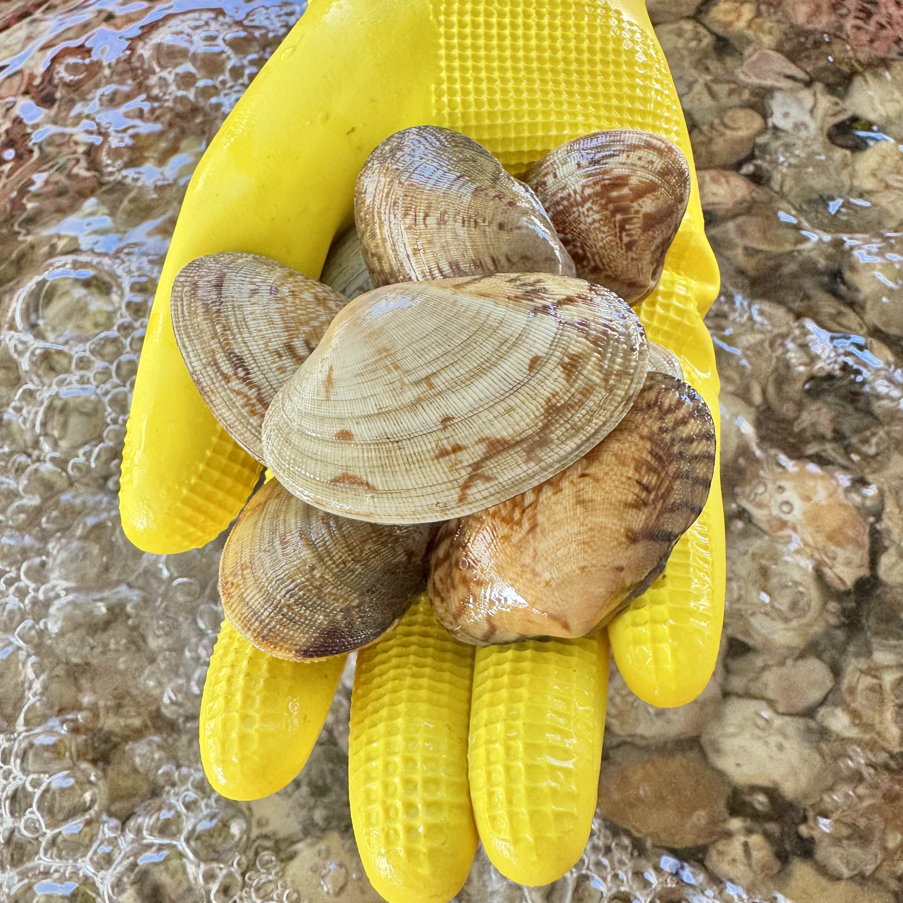 국내산) 바지락 남해 삼천포 왕바지락 19,710원