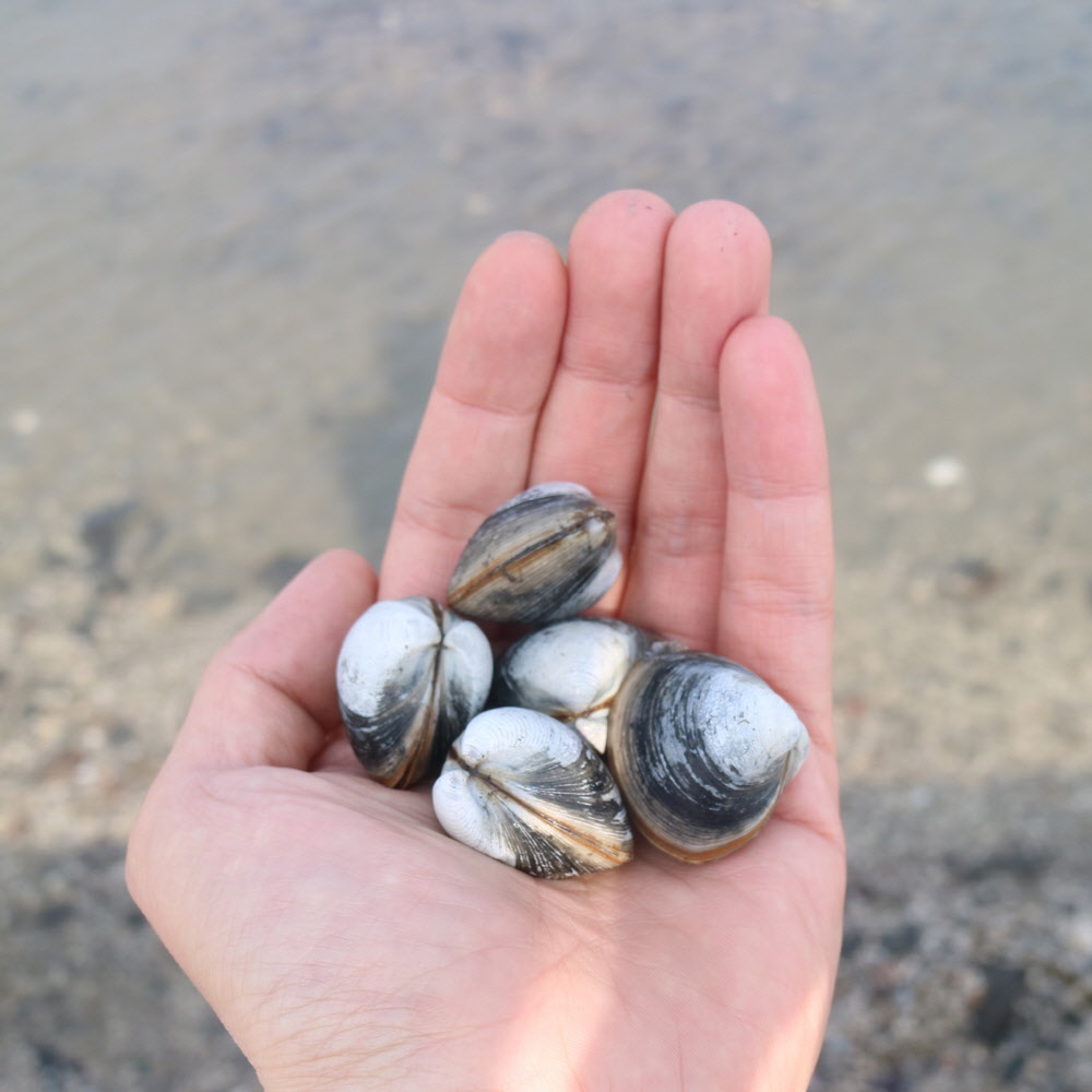 산지직송 고창 하전 갯벌 동죽조개 21,000원