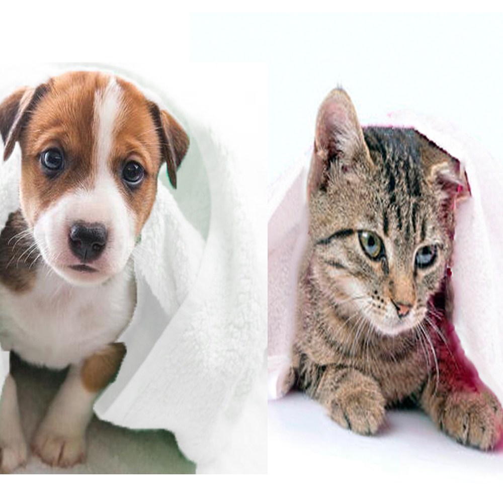 새로이 일회용 수건 타월 미용실 등산 헬스용 120PCS 여행 휴대용 호텔 스포츠 1, 120장, 반려견묘용 19,900원