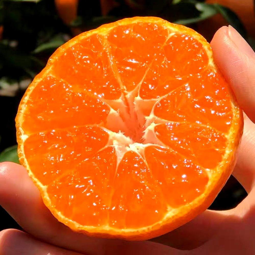 [초특가]신담원 당일수확 고당도 제주 감귤 17,900원