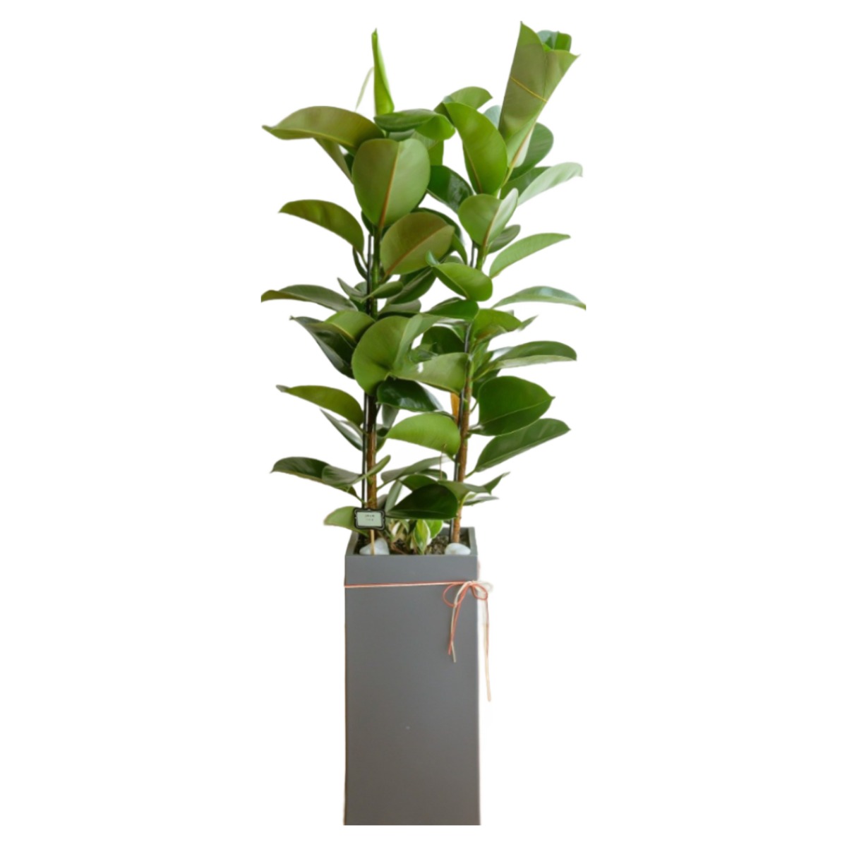 나눔플라워 전국 관엽식물 금전수 스투키 해피트리 행운목 극락조 고무나무 개업축하 실내공기정화 사무실식물 나무배달서비스, 1개, 고무나무(인기상품) 103,000원