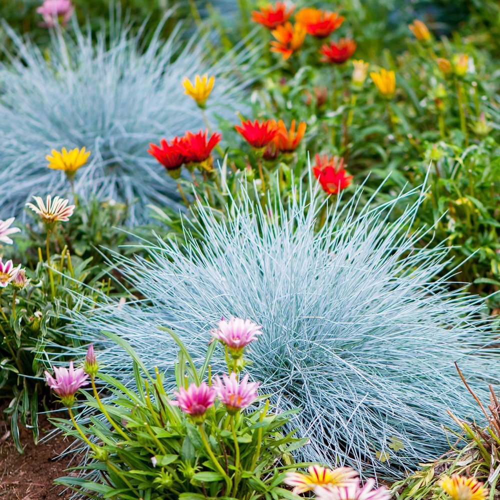 Grass 은사초 씨앗 소포장 대포장 선택, 1개 30,000원