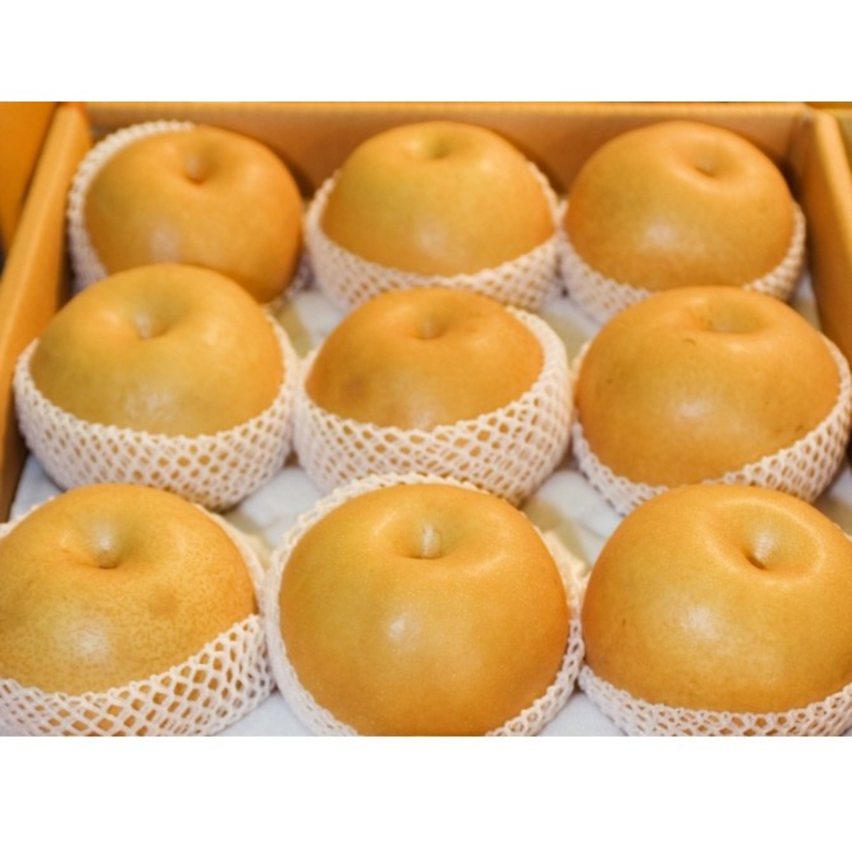 황금열매 업소용 가정용 김장용 선물용 햇배 정품배 흠집배 나주배 29,700원