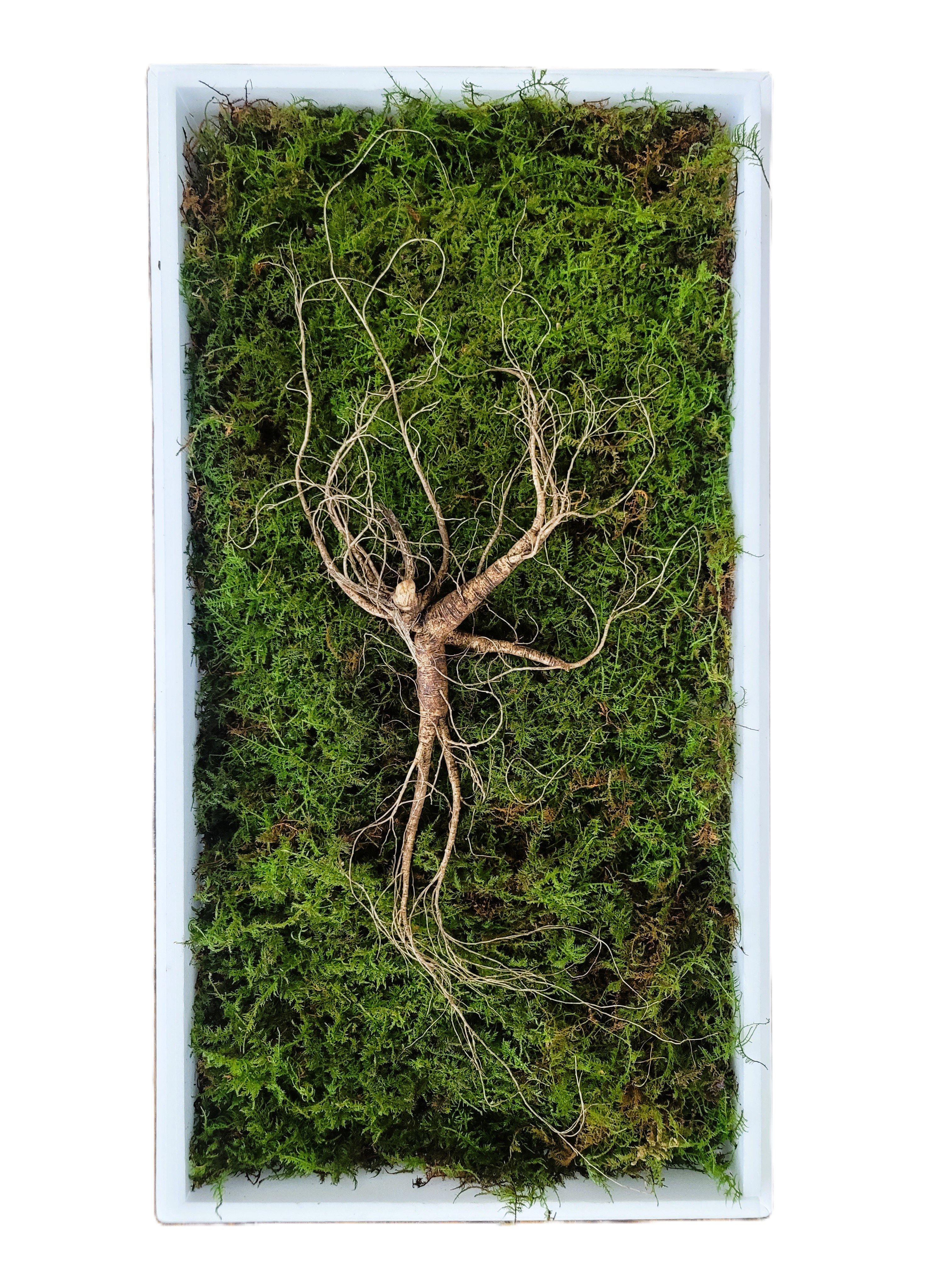 백세산삼 산지직송 야생방치삼 산양삼 산양산삼 27년근/30년근 1,950,000원