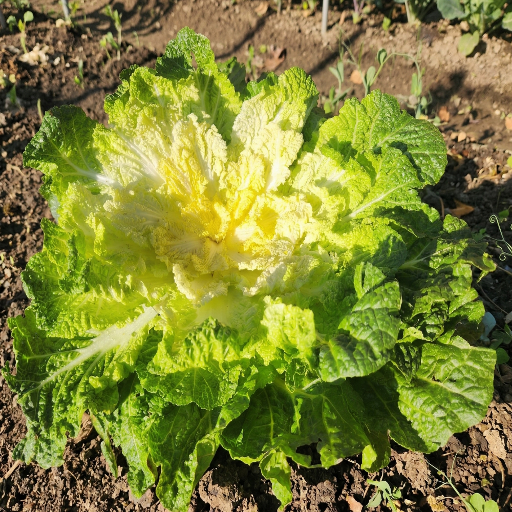 [5차완판초특가] 국산 봄동 배추 겉절이 진도 완도 산지직송, 1개, 2kg 19,600원