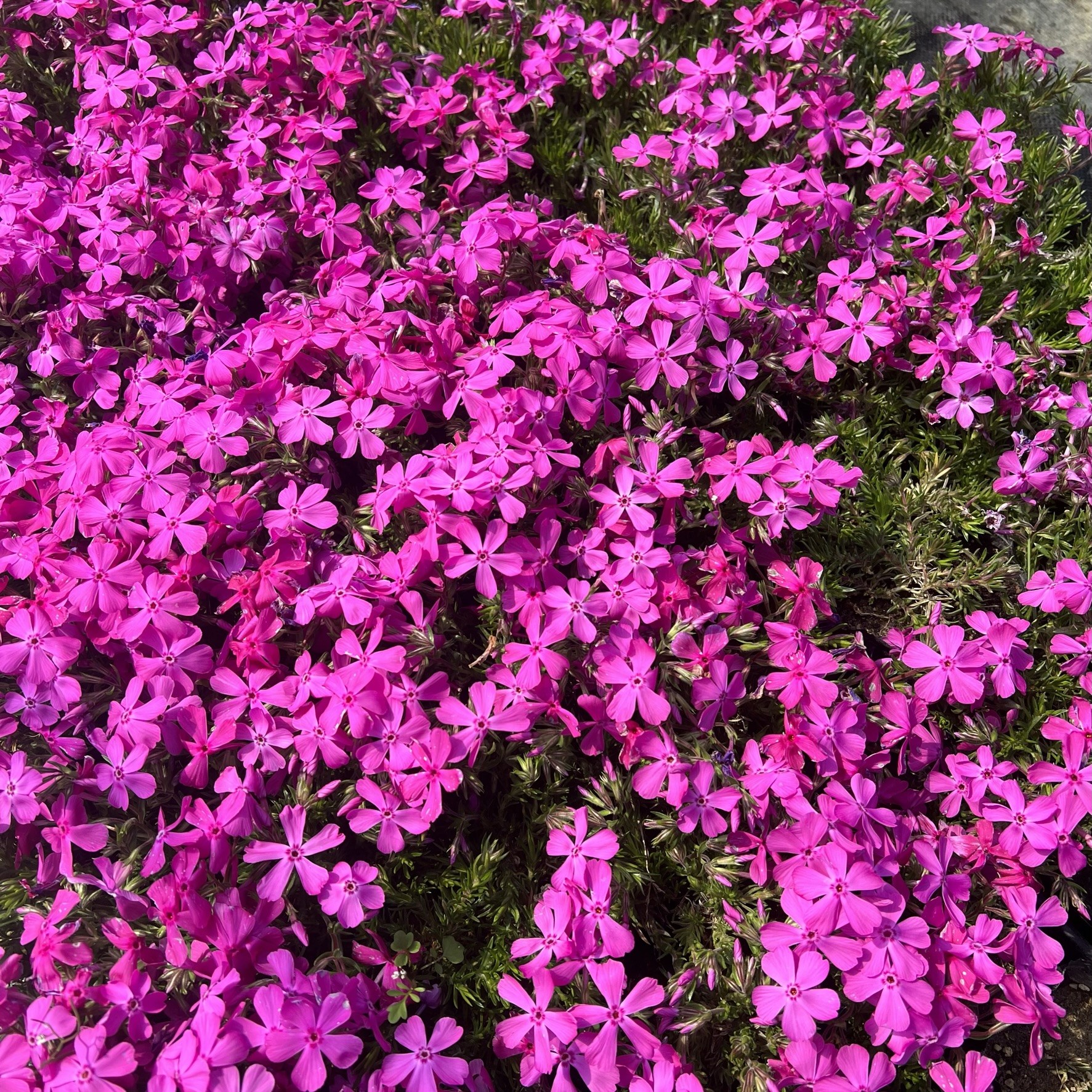 홍설 진한 핑크색 꽃잔디 30개세트 15,650원