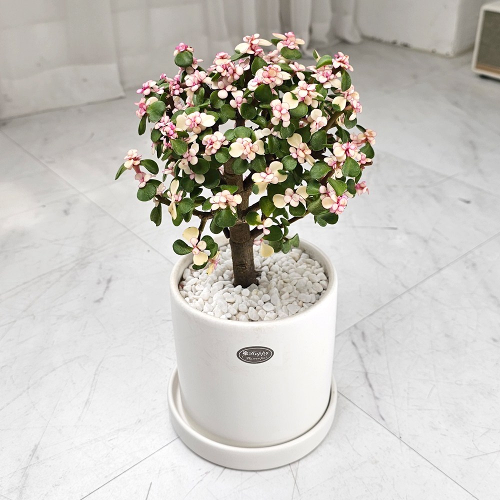 앤드플라워 전국 택배발송 중형공기정화식물 (50cm) 개업식화분 반려식물 스투키 실내화분  인테리어화분 거실화분 29,900원