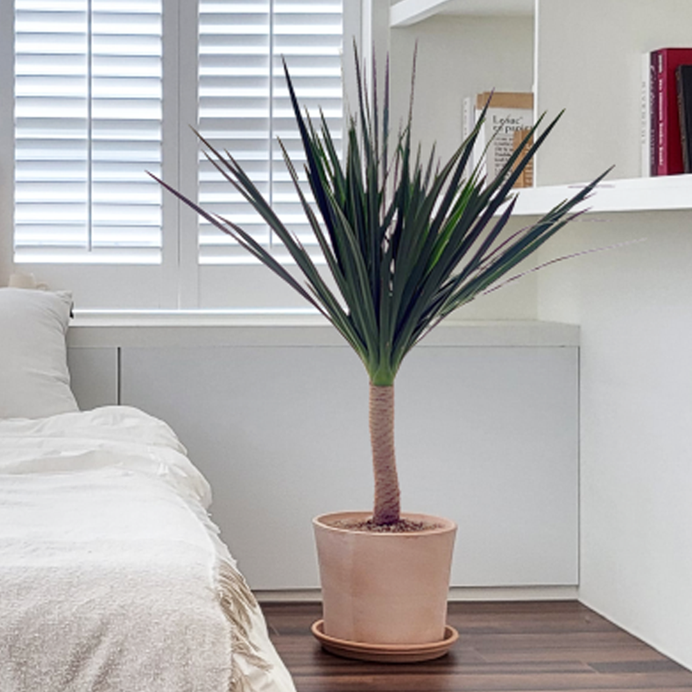 농원청년 엔티크토분 실내공기정화식물 반려식물 인테리어식물 영전 취임 승진 축하화분 당일배송 거실화분 실내화초 집들이 꽃배달 개업화분 당일배송 카페 공간 식물인테리어 아레카야자 140,000원