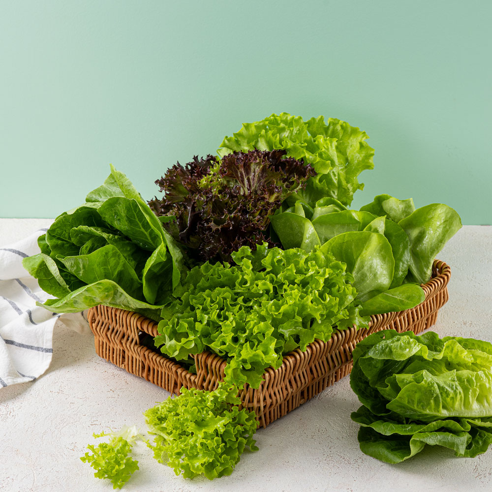 [봉채소] 친환경 무농약 아쿠아포닉스 GAP인증 유럽 샐러드, 4kg, 1개 49,000원