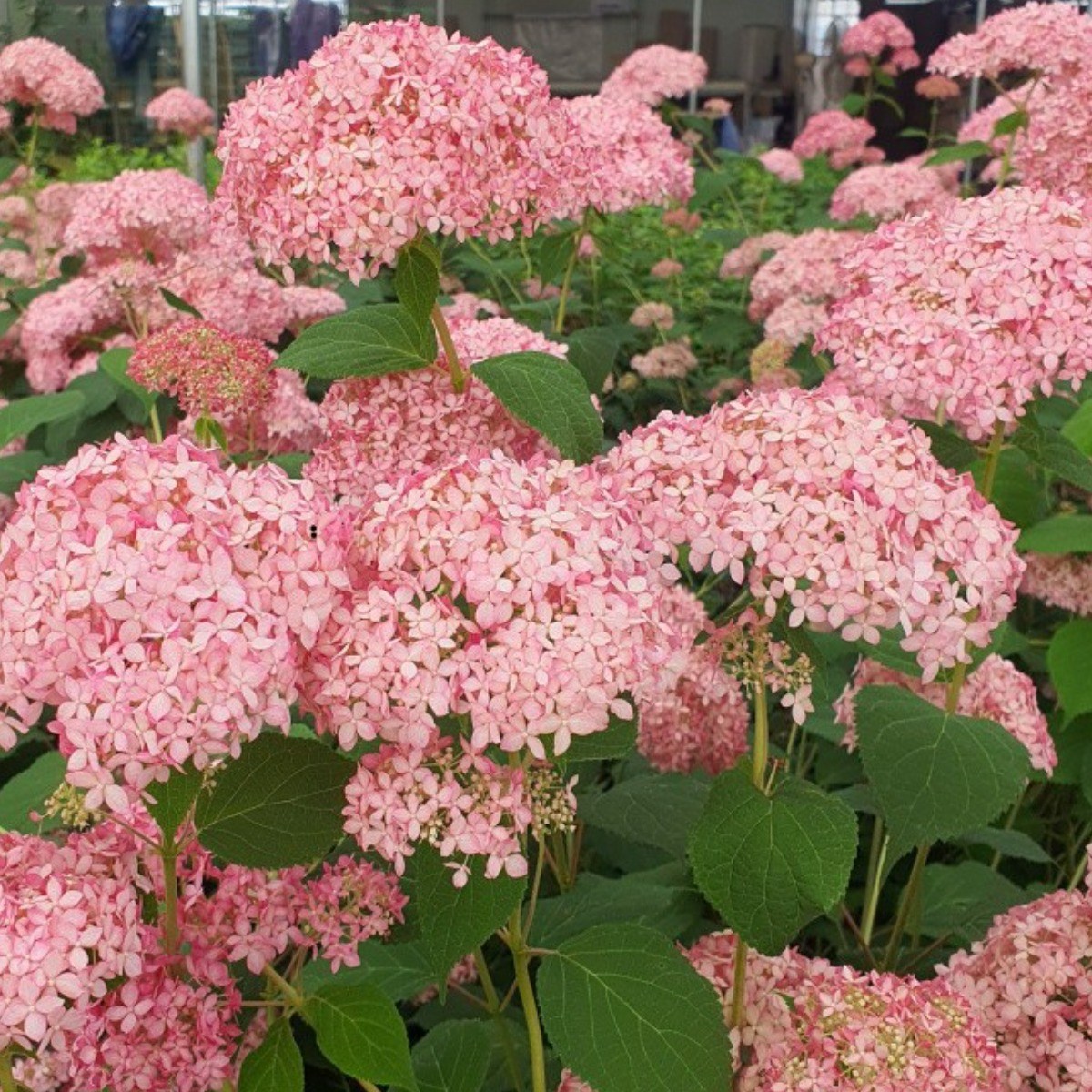 핑크 아나벨 수국 9치 대품 아나벨수국 묘목 미국수국 노지월동 정원용 꽃나무 (목하원예조경) 30,000원