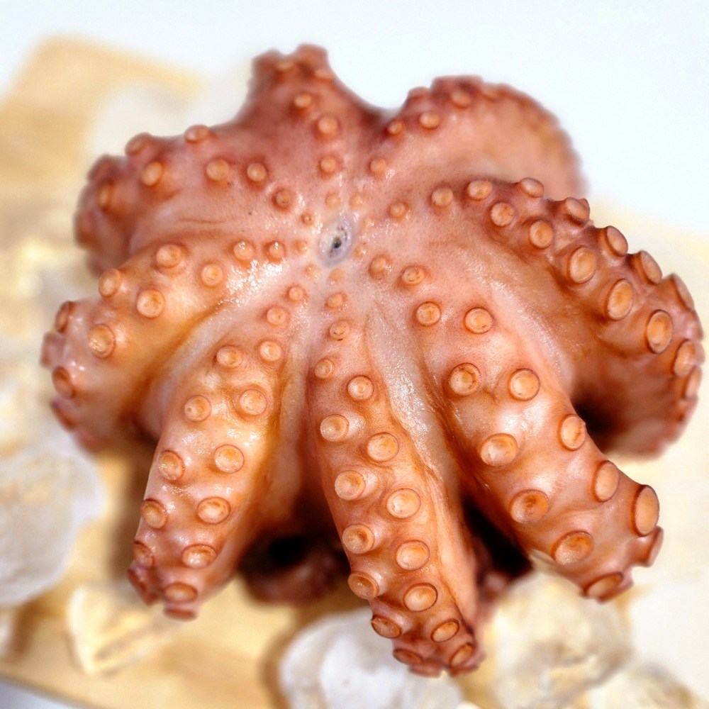 국산 문어 삶은 문어 100% 자연산 통영 돌문어 국산 제수용 문어 1미 구성, 1개, 1kg~1.2kg 72,000원