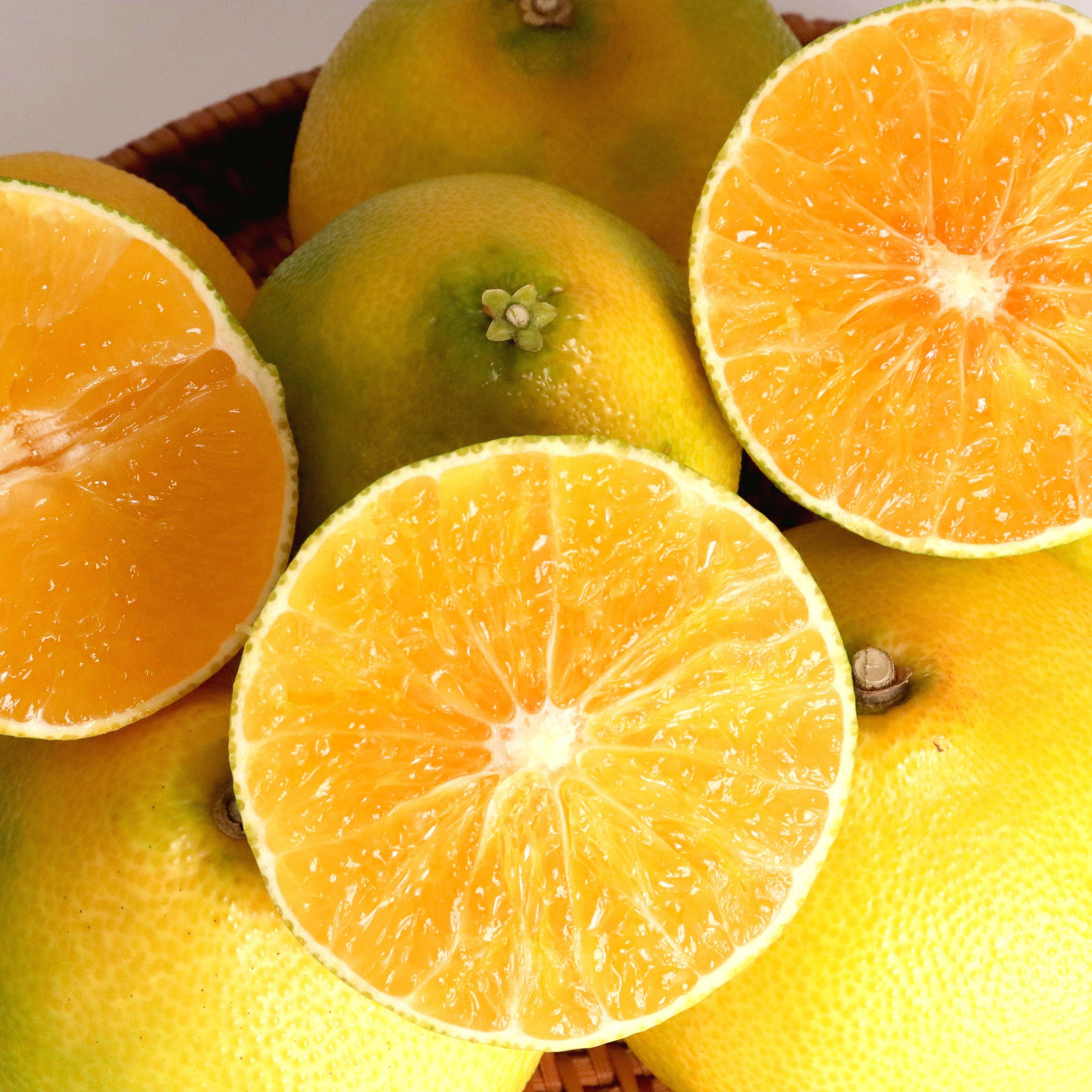 제철에 진심 제주 황금향 선물세트 67,900원