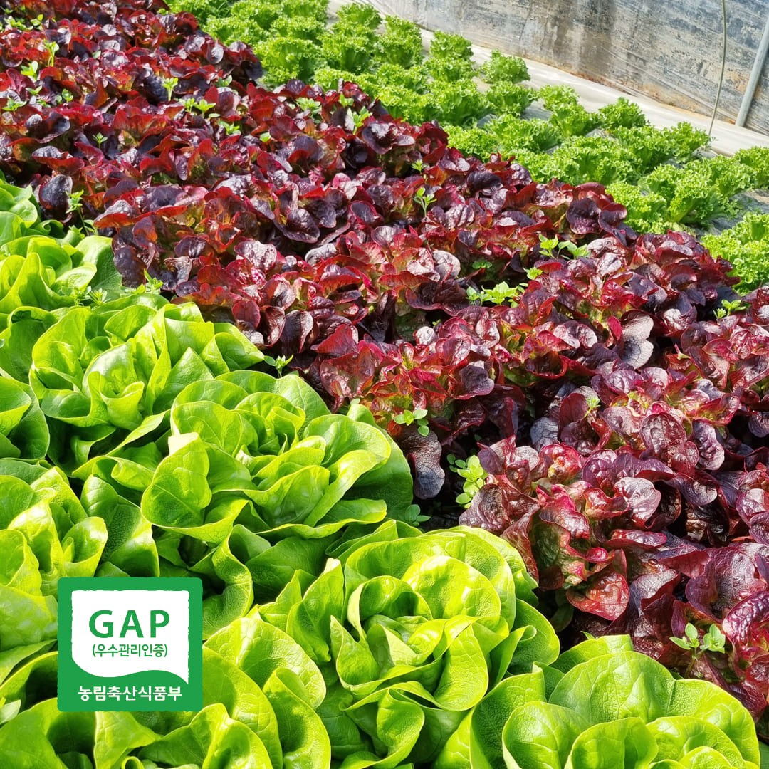 [딱1주일최저가한정판매]친환경 산지직송 싱싱한 유러피안채소샐러드 8,300원