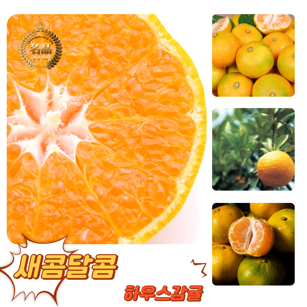 [굿피플] 제주감귤 귤 제주도귤 고당도감귤, 1개, 하우스 감귤 대과 10kg 29,460원