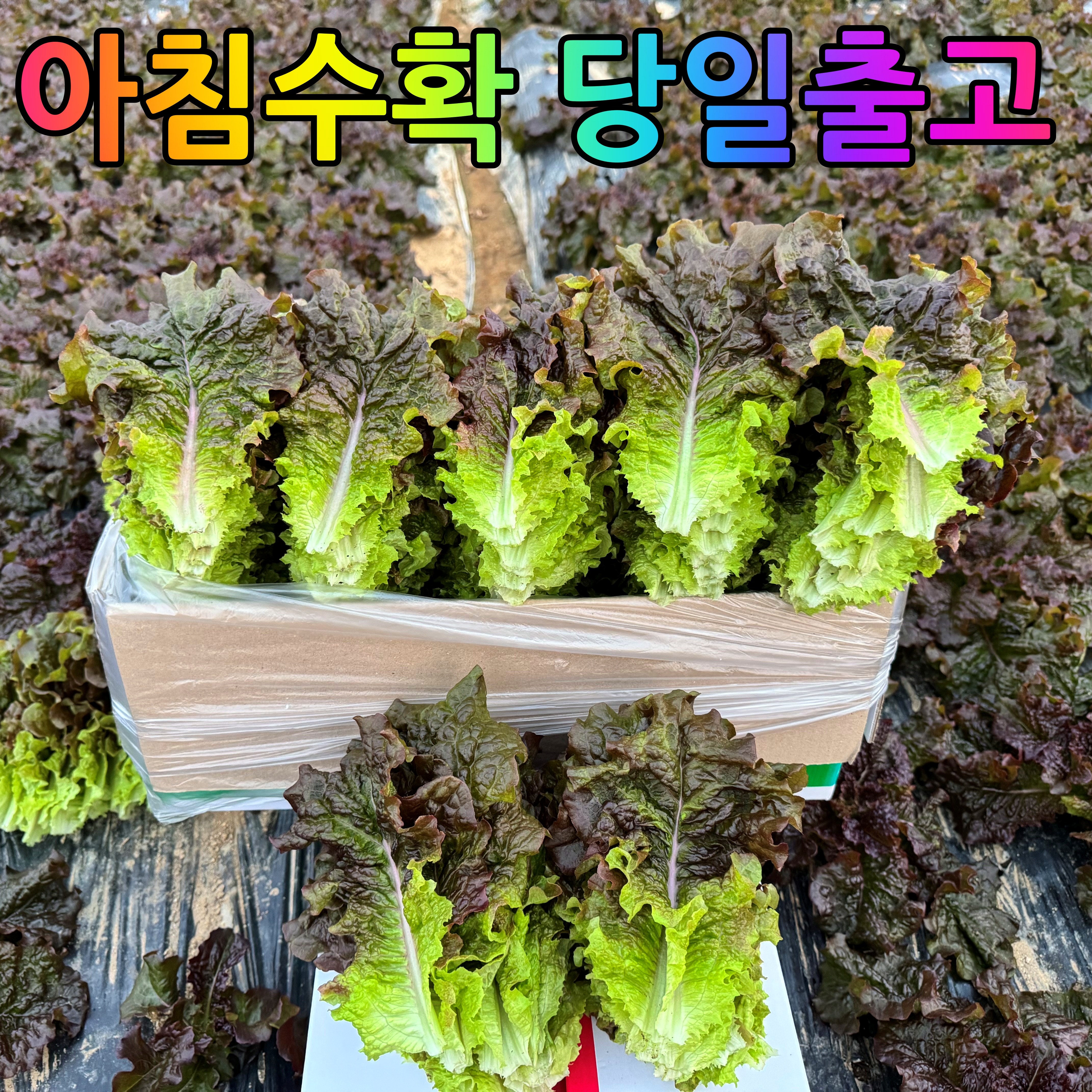 [소소한농장] 산지직송 당일수확 신선채소  적상추 10,000원