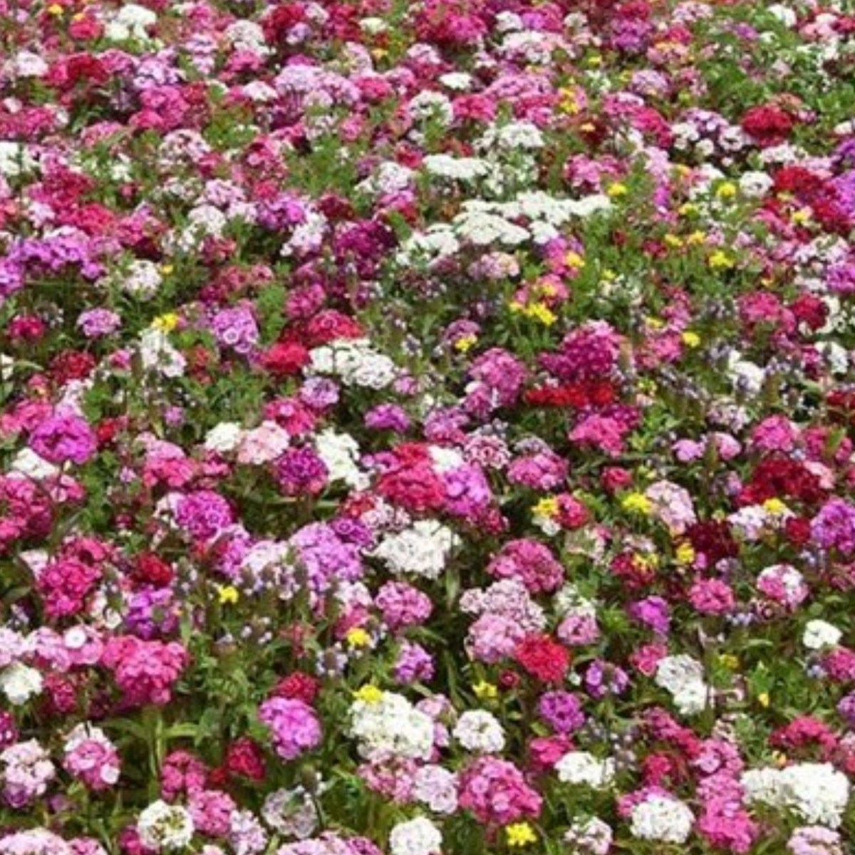 아시아종묘 씨앗 꽃 야생화 1kg 혼합 23종 모음 79,790원