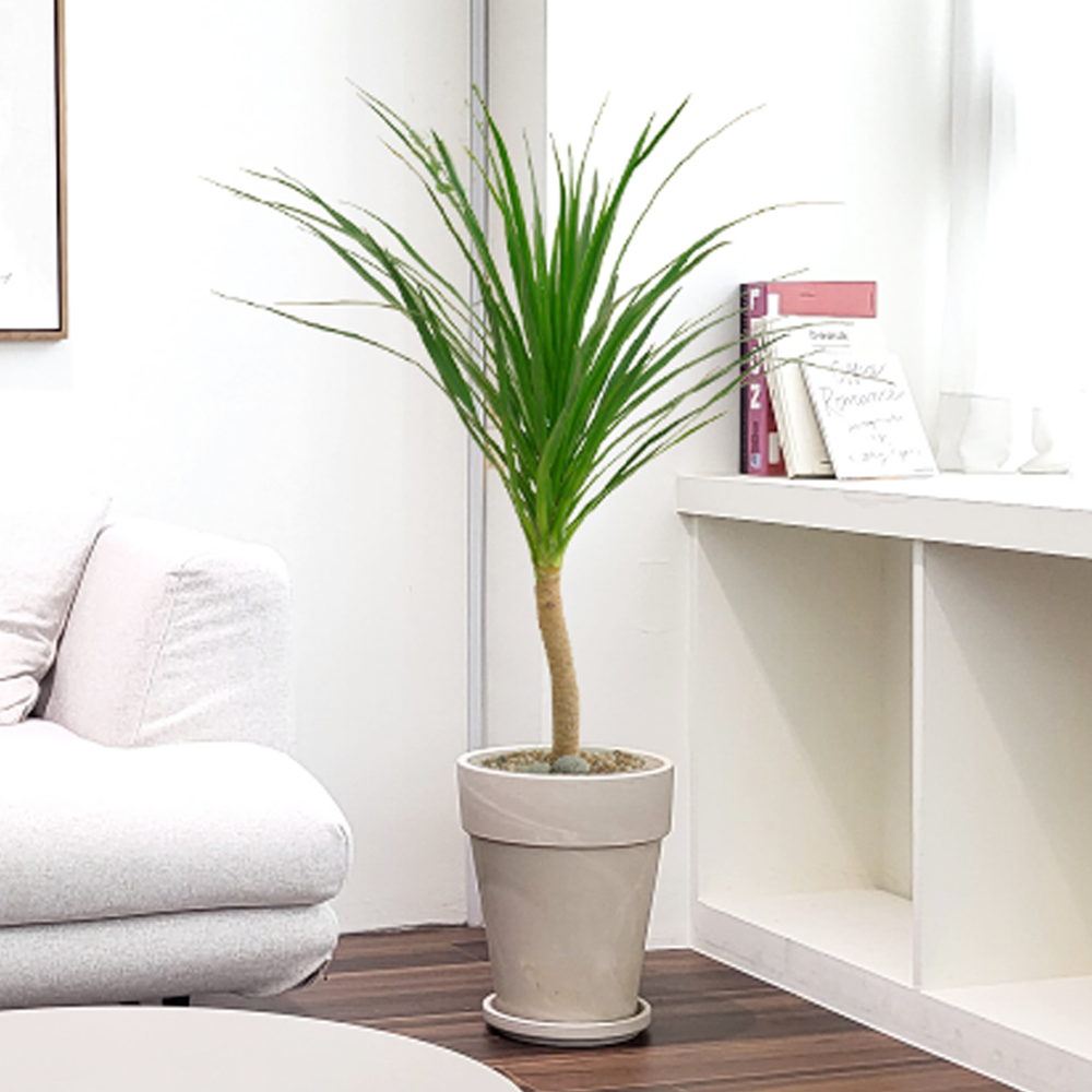 농원청년 크림토분 취임 영전 이직 승진 축하화분 실내 공기정화식물 사무실 카페 매장 공간 인테리어식물 거실화분 집들이 개업식 축하화환 여인초 금전수 뱅갈고무나무 아레카야자 행운목 83,000원