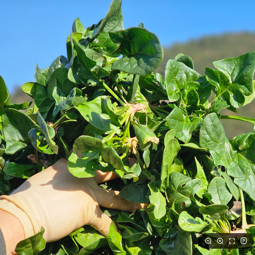 당일수확 명품 섬초 보물초 남해시금치 29,700원