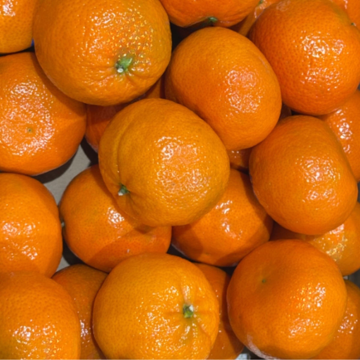 미국산 프리미엄 만다린 고당도 감귤 열매담 선별, 1박스, 만다린 10kg 91,900원