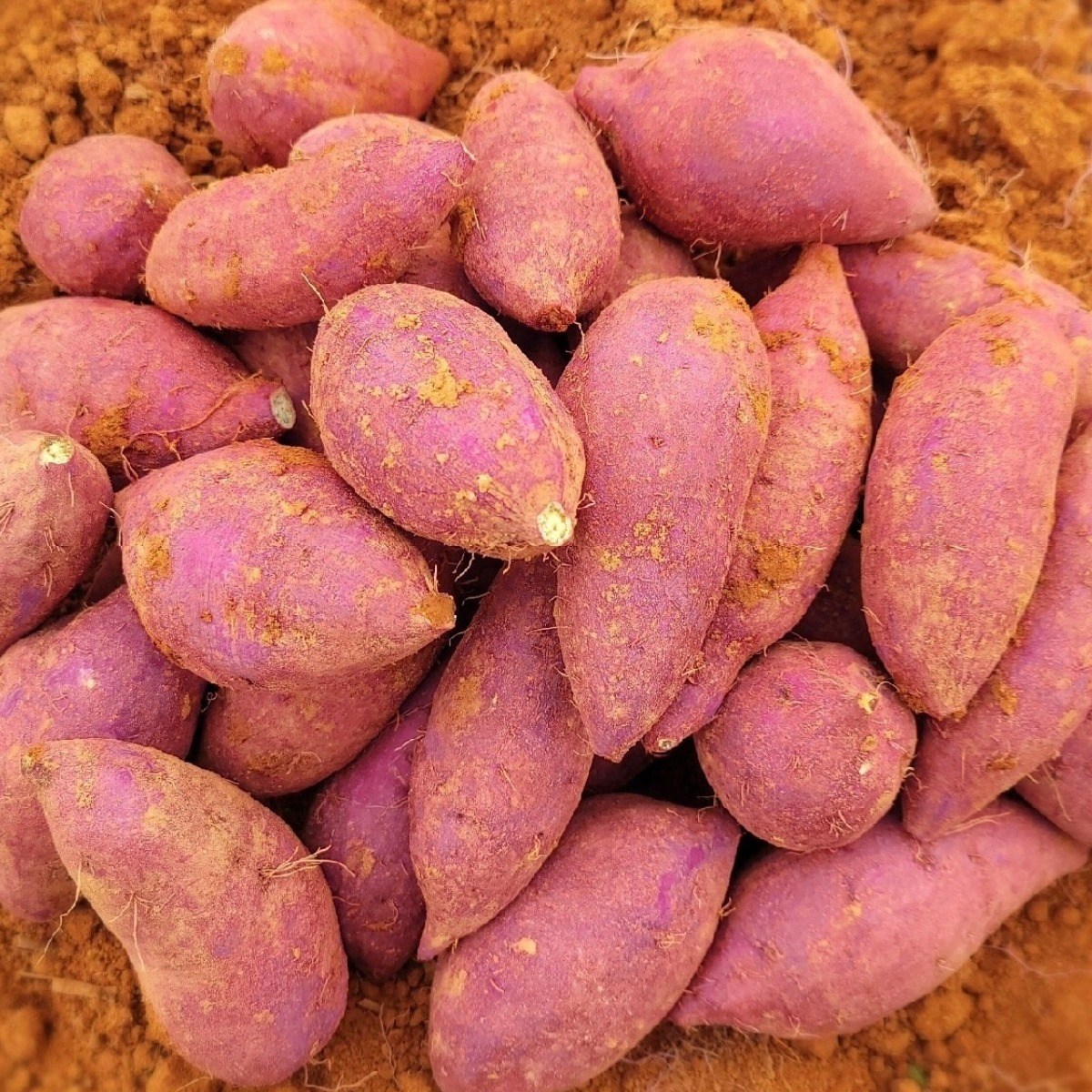 2025년 해남 퍽퍽한 햇밤고구마 산지직송 다디달다 2kg 3kg 5kg 10kg, 1개, 밤고구마 한입5kg 13,500원