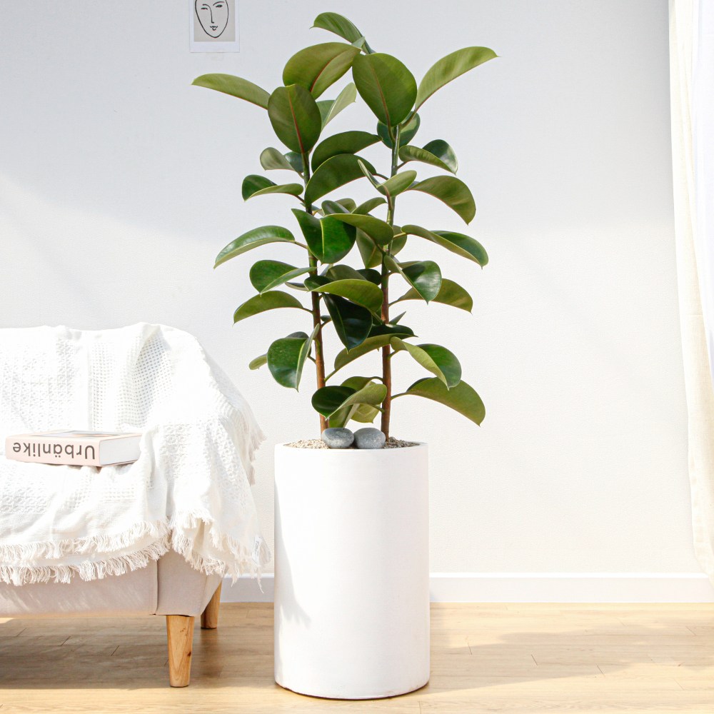 드셀플라워 금전수 돈나무 개업 화분 집들이 선물 승진 사무실 이전 병원 개원 식당 개업식 축하 화분 배달 당일배송 77.특대형_인도고무나무 흰색원형 경량화분 149,000원