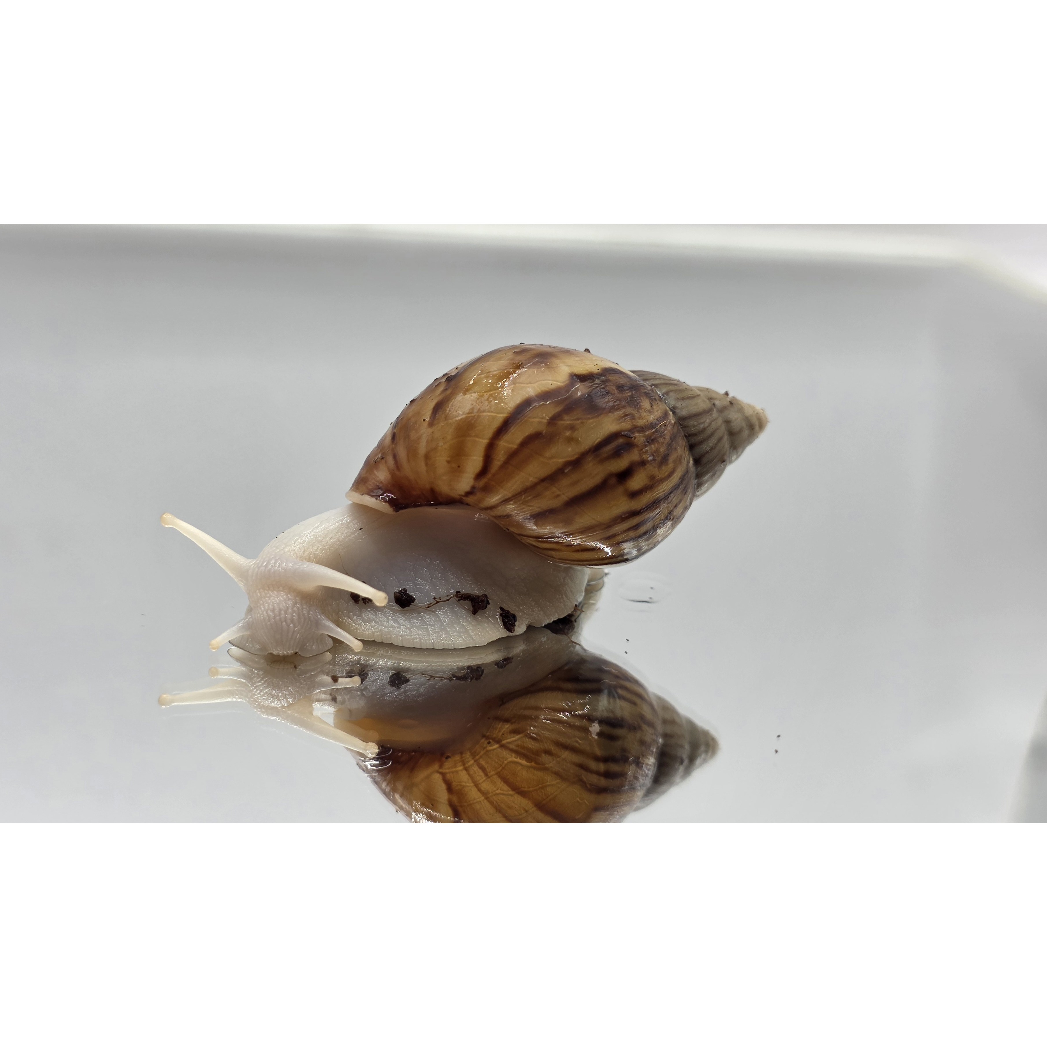 달팽이 아프리카왕달팽이 왕달팽이 기타수산물 식용, 1개, 백와 6,500원