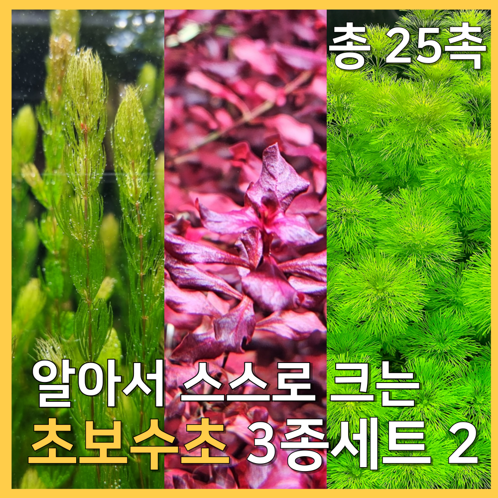 [수초농부] 검역 알아서 크는 초보수초 3종세트 암브리아 붕어마름 슈퍼레드 초보자 13,500원