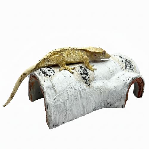 미니포레 비바리움 꾸미기 물고기 파충류 크레 게코 도마뱀 자작나무 은신처 9,910원