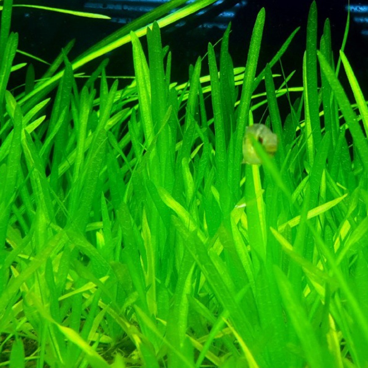 [미초] 발리스네리아 수초 3뿌리 & 5뿌리 / 유경 수초 / 초보자 수초 / 어항 수초, 3개 6,400원