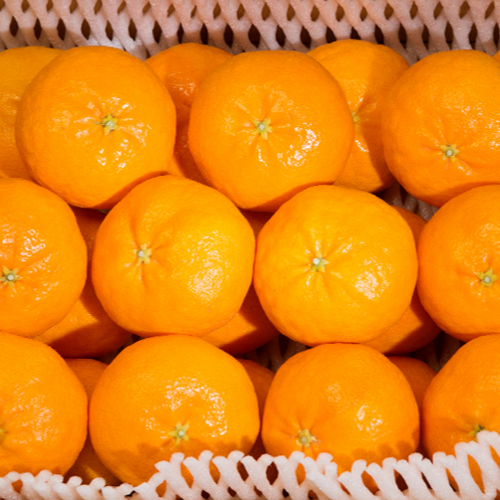 [당도선별/산지직송] 꿀같은진한단맛 새콤달콤 꿀brix 제주도 레드향, 1박스, 로얄과 10kg 98,980원