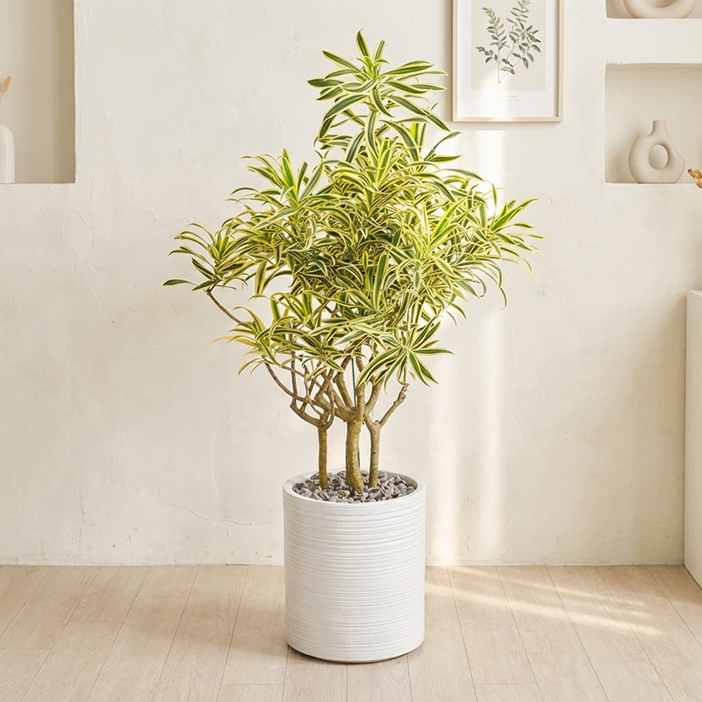 공간을 완성하는 시그니처 대형 송오브인디아 실내인테리어식물 화이트화분 145,000원