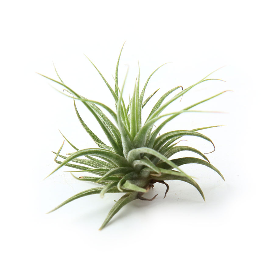 갑조네 이오난사 틸란드시아 소형 5,500원