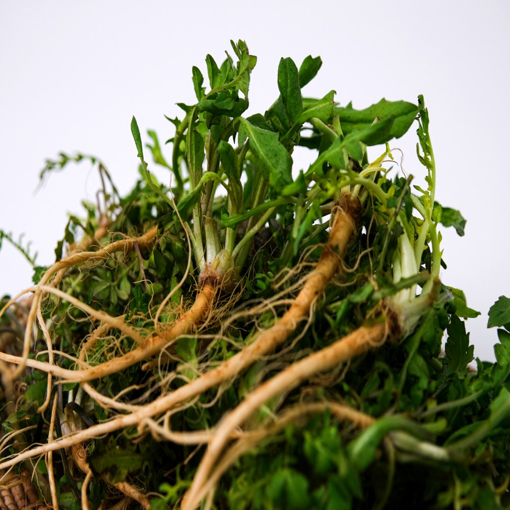 금메달농수산 국내산 경남 남해 세척 냉이 14,500원