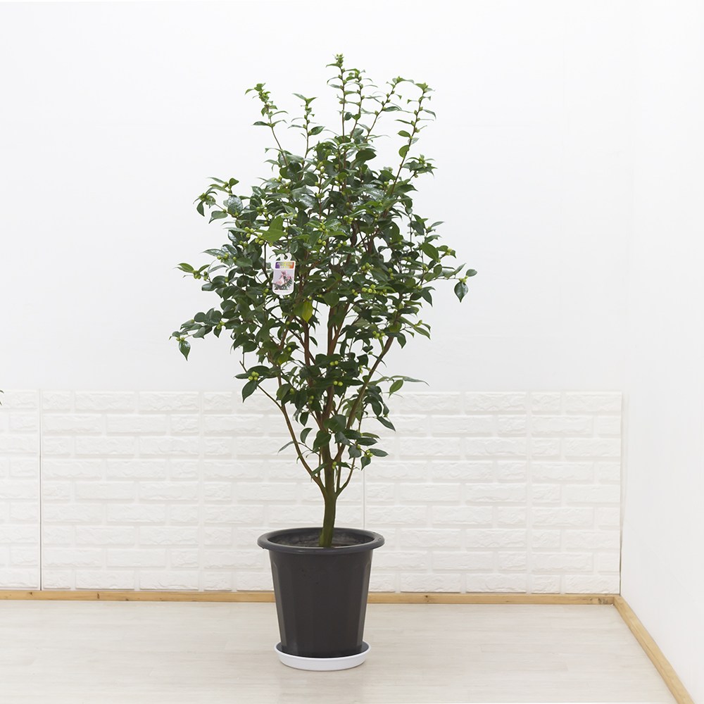 특대형 서향동백나무 겹동백 향기나는 동백나무 카페식물, 1개, 1.기본화분 220,000원